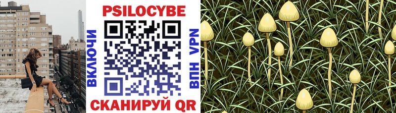 Купить где  Благовещенск  Псилоцибиновые грибы мицелий 